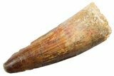Fossil Spinosaurus Tooth - Real Dinosaur Tooth #362919-1